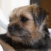 Photo de Border terrier