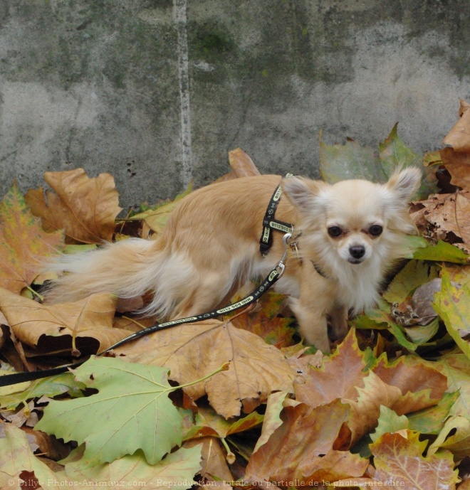 Photo de Chihuahua  poil long