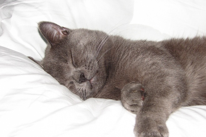 Photo de Chartreux