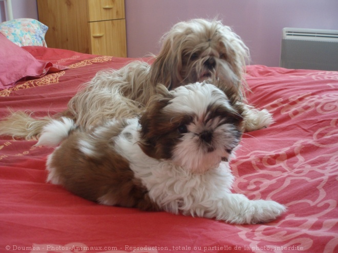 Photo de Shih tzu