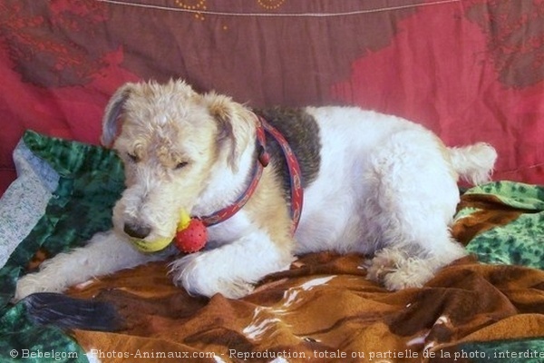 Photo de Fox terrier  poil dur