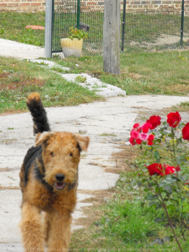 Photo d'Airedale terrier