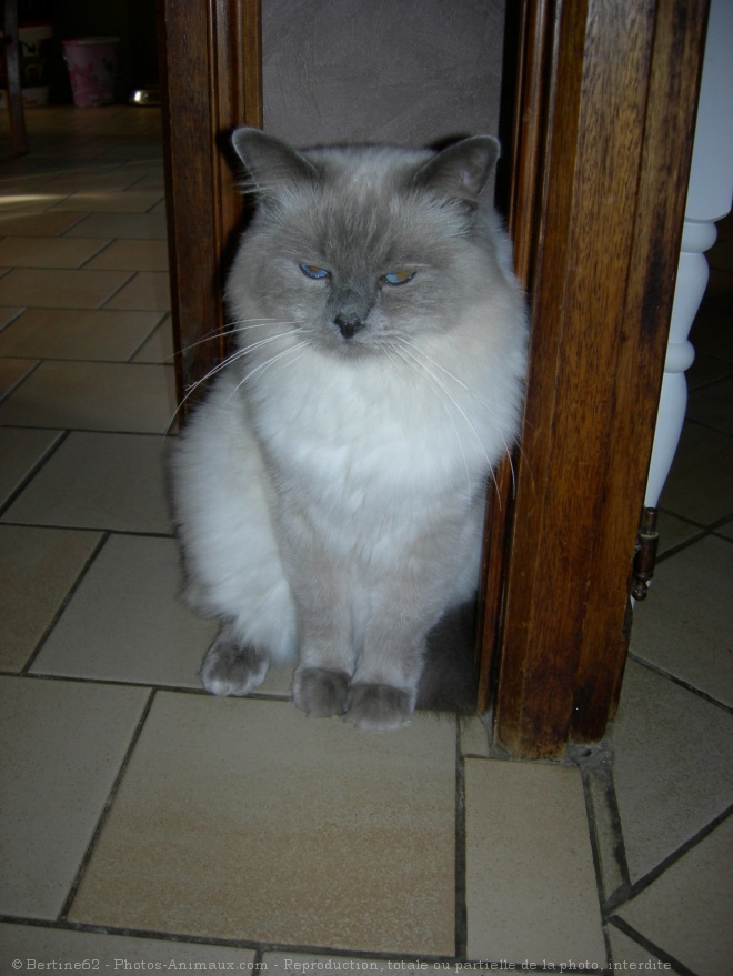 Photo de Ragdoll