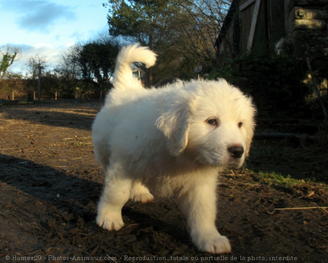 Photo de Chien de montagne des pyrnes