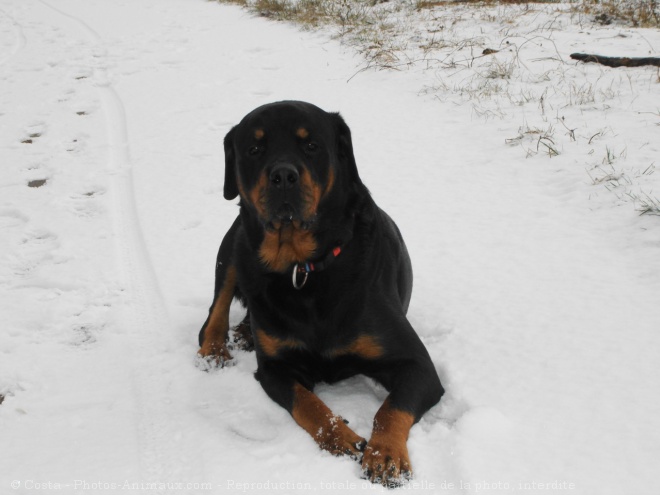 Photo de Rottweiler