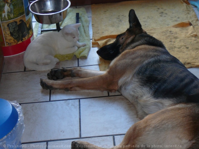 Photo de Chat domestique