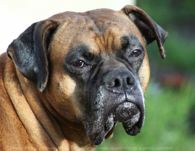 Photo de Boxer