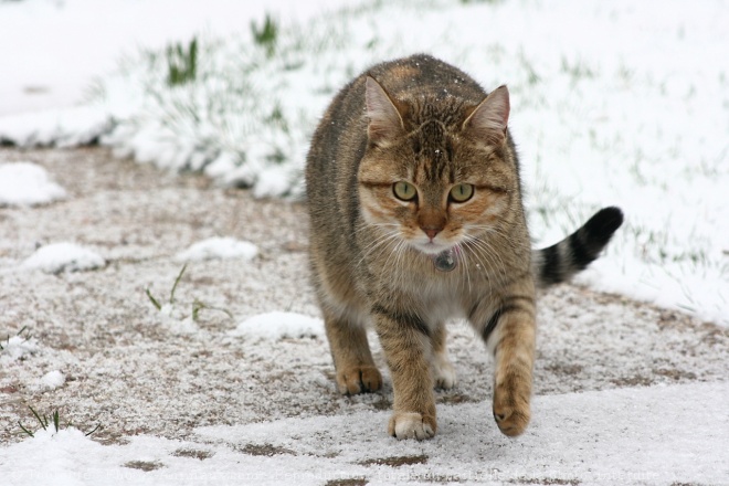 Photo de Chat domestique