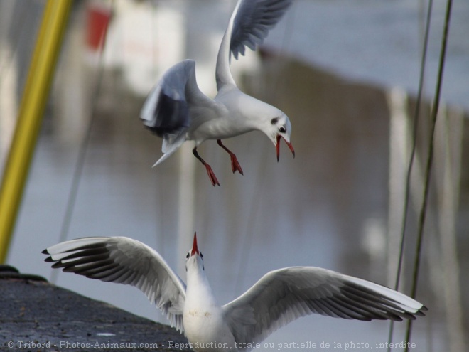 Photo de Mouette