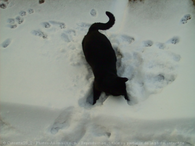 Photo de Chat domestique