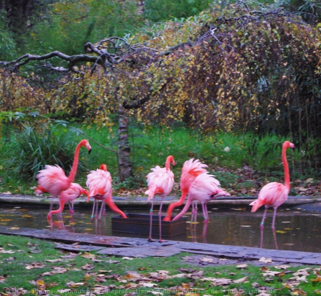 Photo de Flamand rose