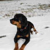 Photo de Rottweiler