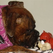 Photo de Boxer