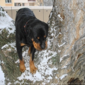 Photo de Rottweiler