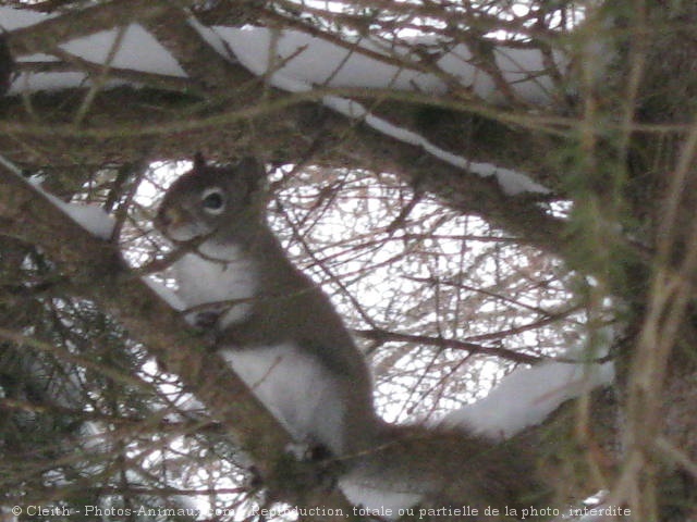 Photo d'Ecureuil