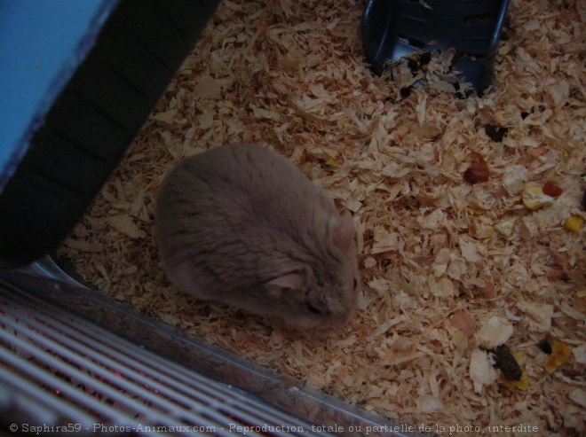 Photo de Hamster