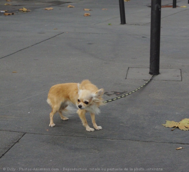 Photo de Chihuahua  poil long