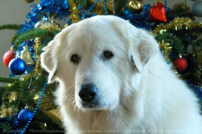 Photo de Chien de montagne des pyrnes