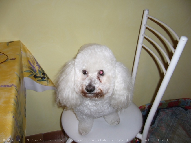 Photo de Bichon  poil fris