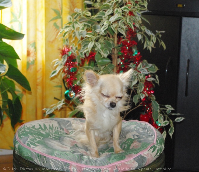 Photo de Chihuahua  poil long