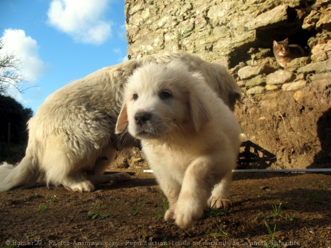 Photo de Chien de montagne des pyrnes