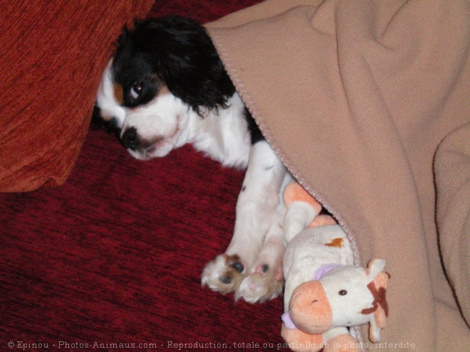 Photo de Cavalier king charles spaniel