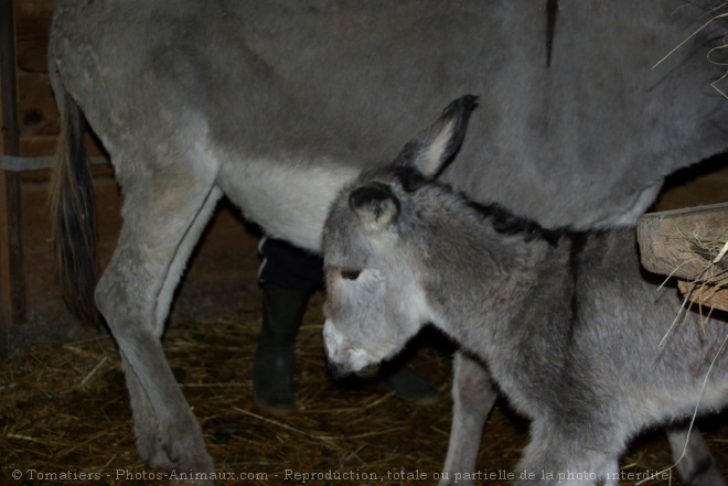 Photo d'Ane de provence