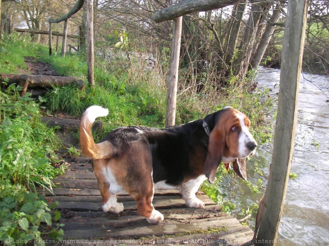 Photo de Basset hound