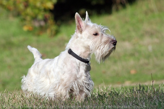 Photo de Scottish terrier