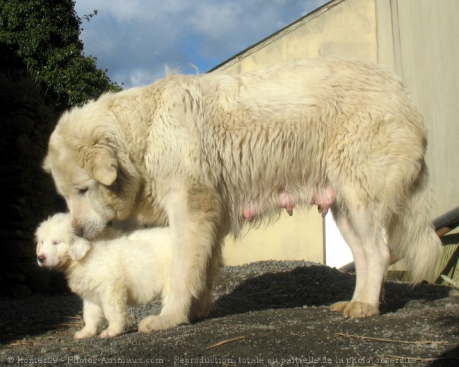 Photo de Chien de montagne des pyrnes