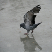 Photo de Pigeon