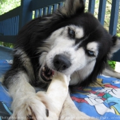 Photo de Husky siberien