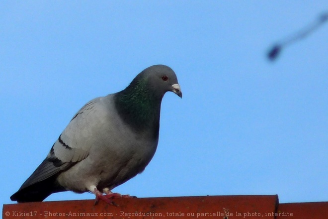 Photo de Pigeon