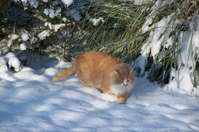 Photo de Chat domestique