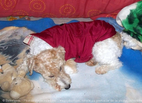 Photo de Fox terrier  poil dur