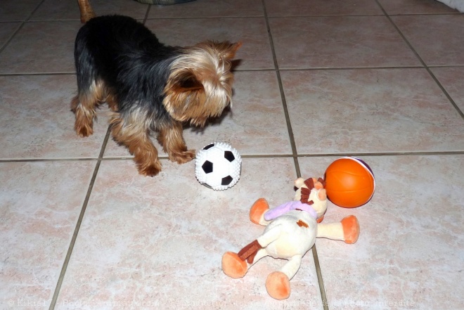 Photo de Yorkshire terrier