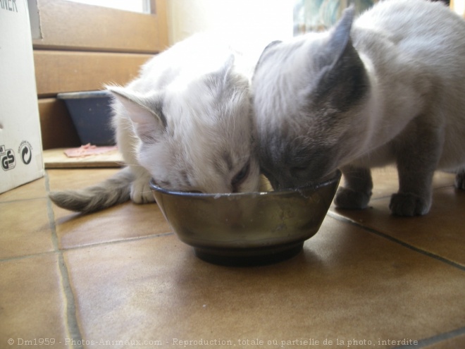 Photo de Chat domestique