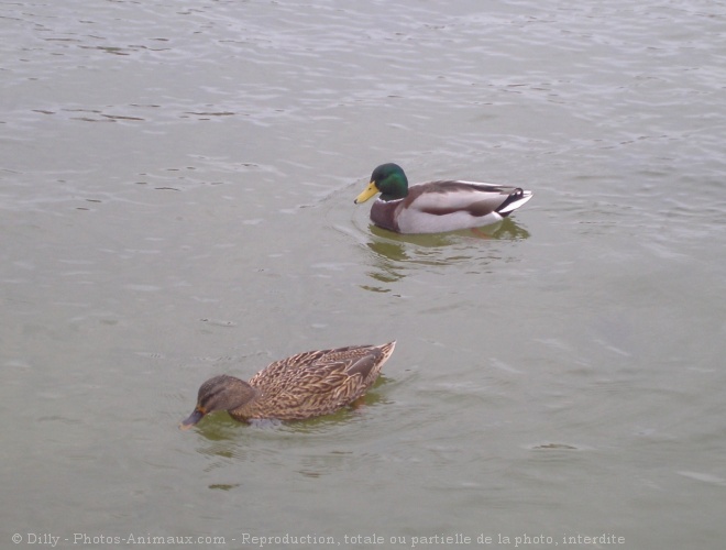 Photo de Canard colvert