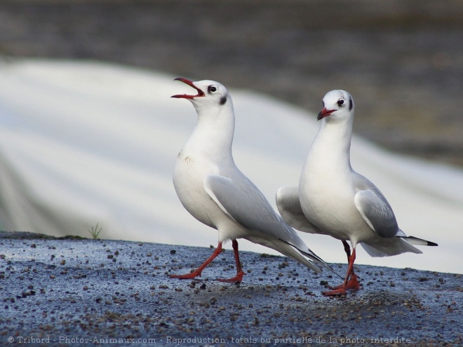 Photo de Mouette