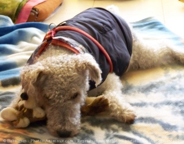 Photo de Fox terrier  poil dur