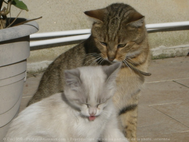 Photo de Chat domestique