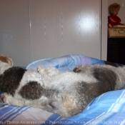 Photo de Fox terrier  poil dur