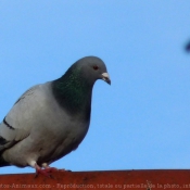 Photo de Pigeon