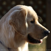 Photo de Golden retriever