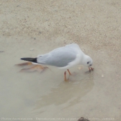 Photo de Mouette