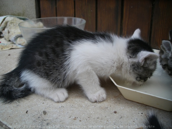 Photo de Chat domestique