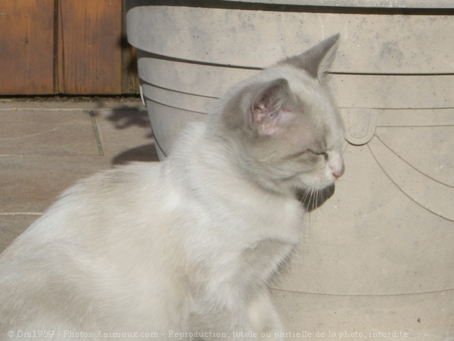 Photo de Chat domestique