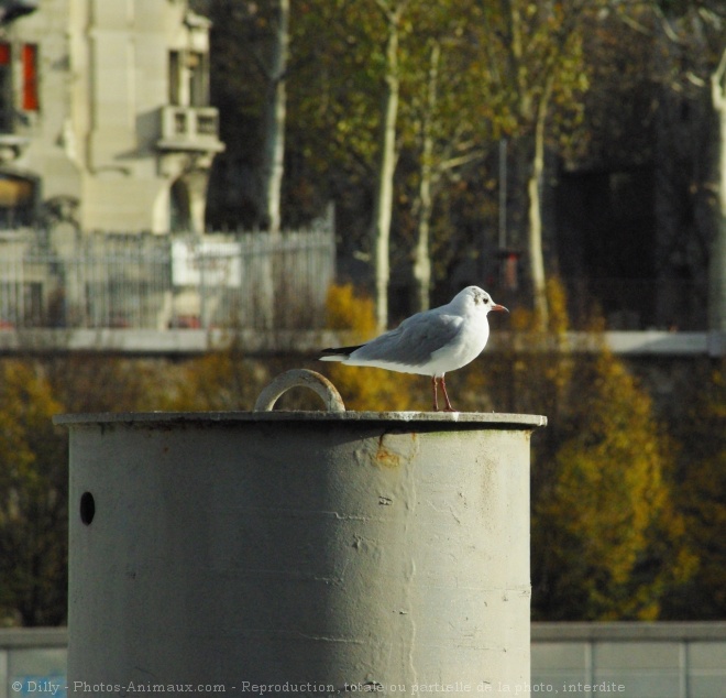 Photo de Mouette