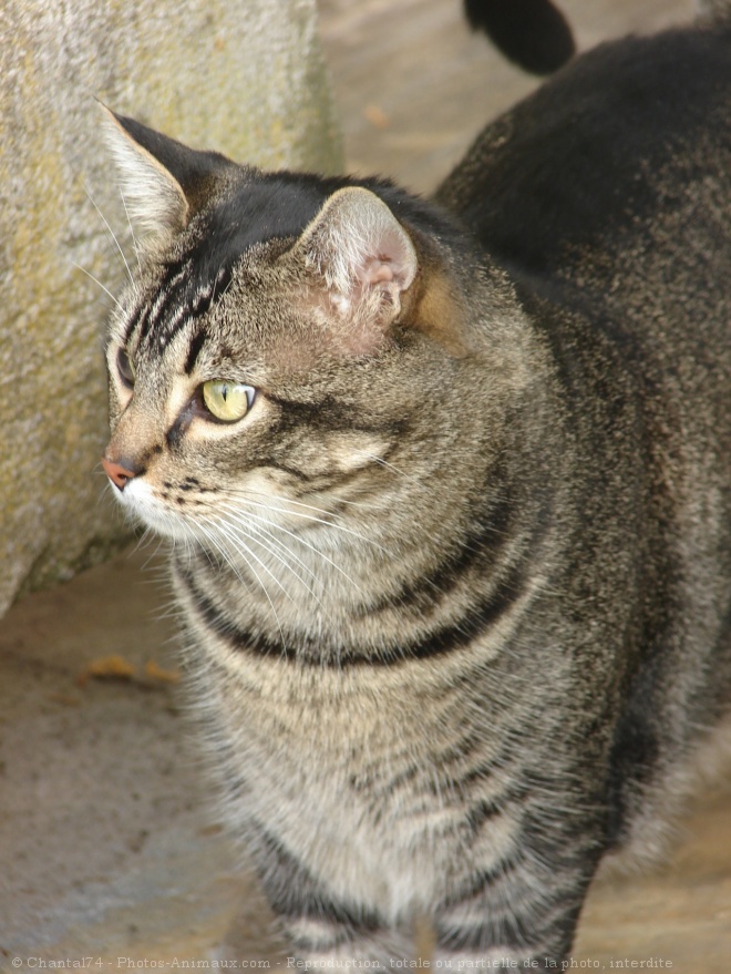 Photo de Chat domestique