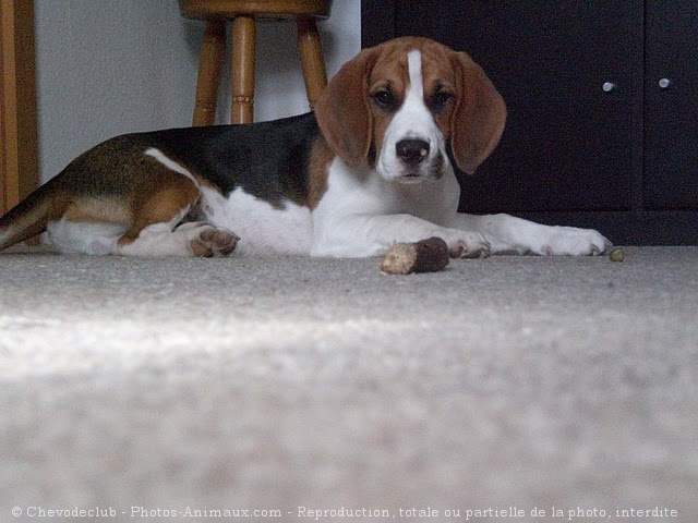 Photo de Beagle